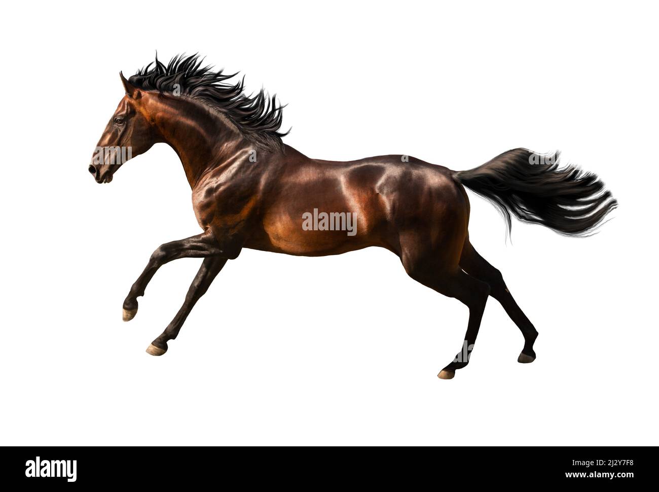 The black horse run isolated on white background Stock Photo