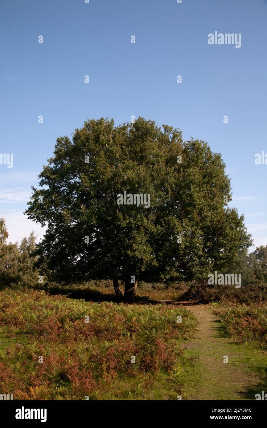 oak tree headley heath north downs surrey england Stock Photo Alamy