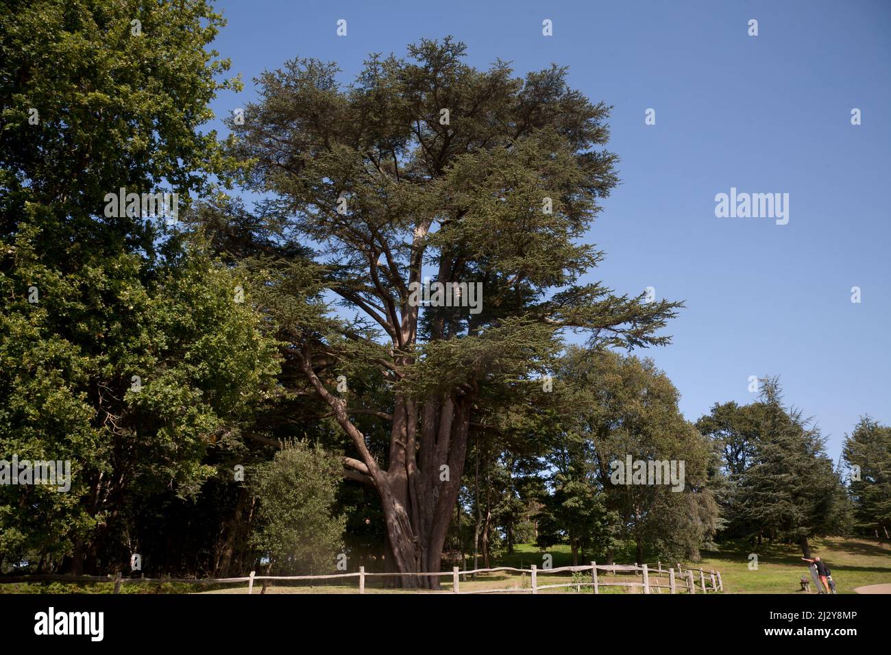 great cedar painshill park cobham surrey england Stock Photo Alamy