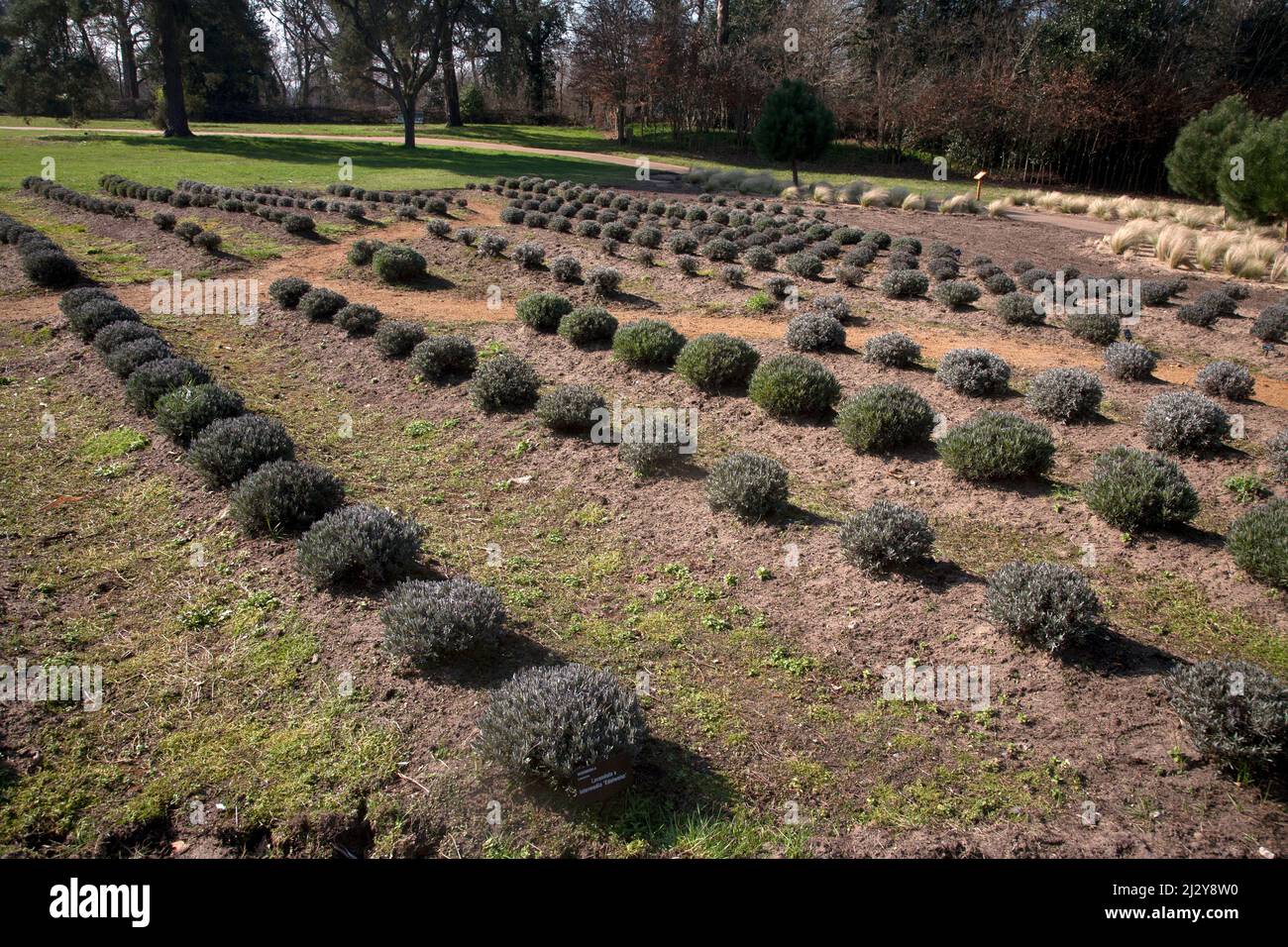 lavender mounds early spring wisley surrey england Stock Photo