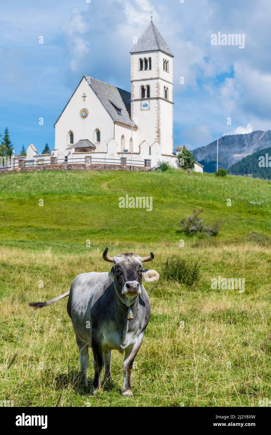 Cow pasture, St. Wolfgang Church, Aldein, Radein, South Tyrol, Alto Adige, Italy Stock Photo