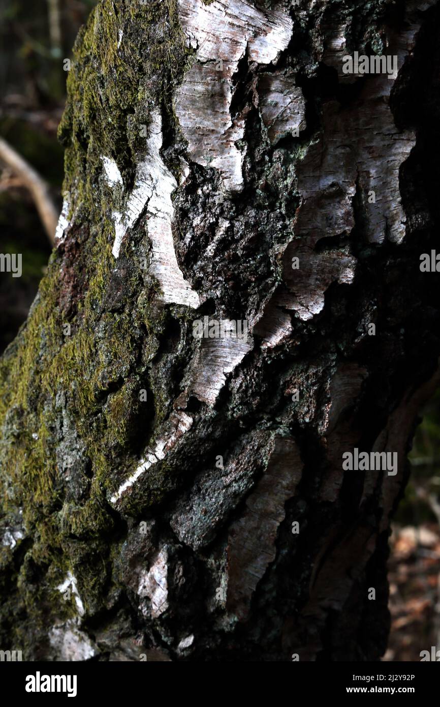 Close Up of Moss on Silver Birch Tree Stock Photo