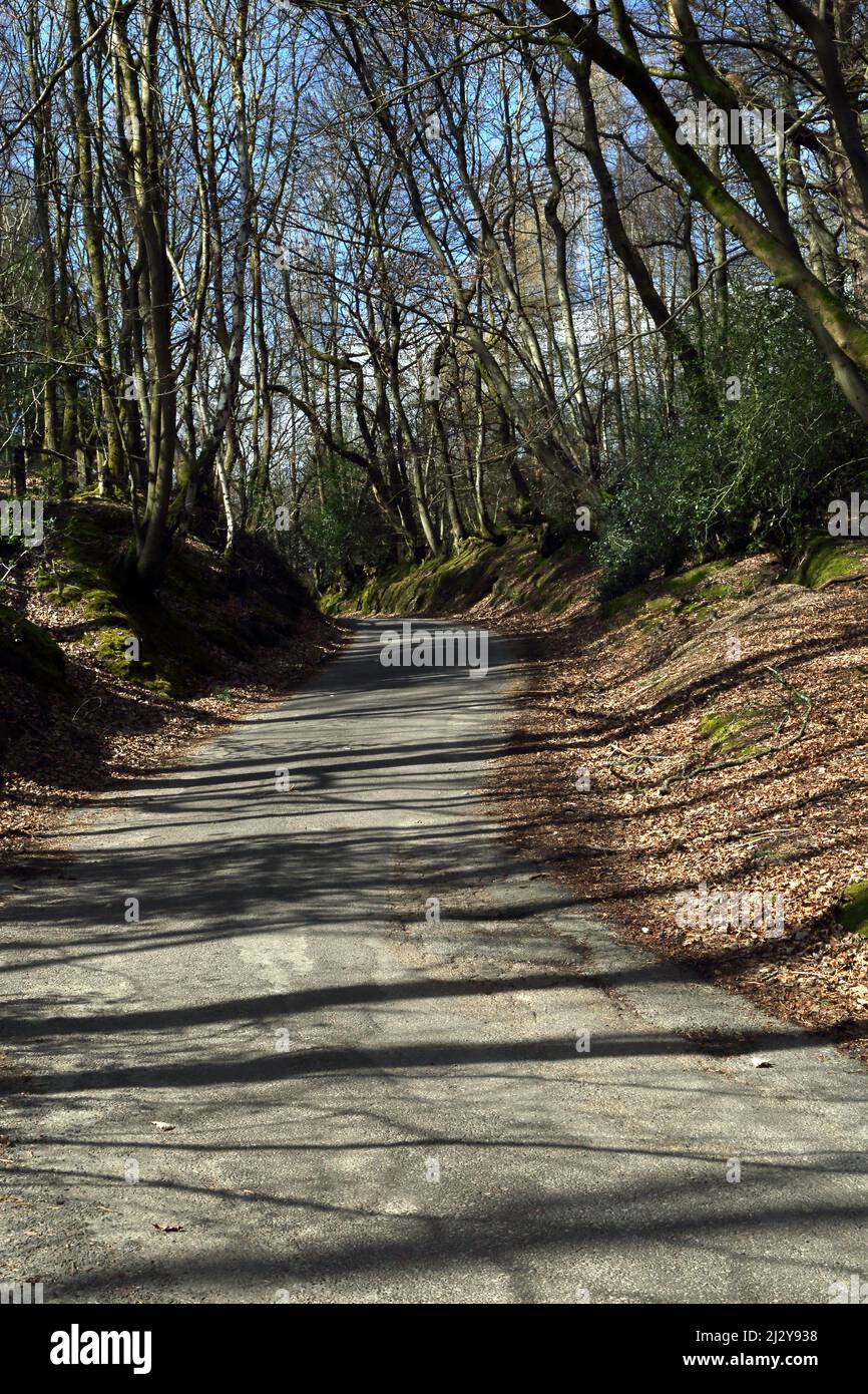 Friday Street on the North Slope of Leith Hill Tree Lined Country Road Surrey England Stock