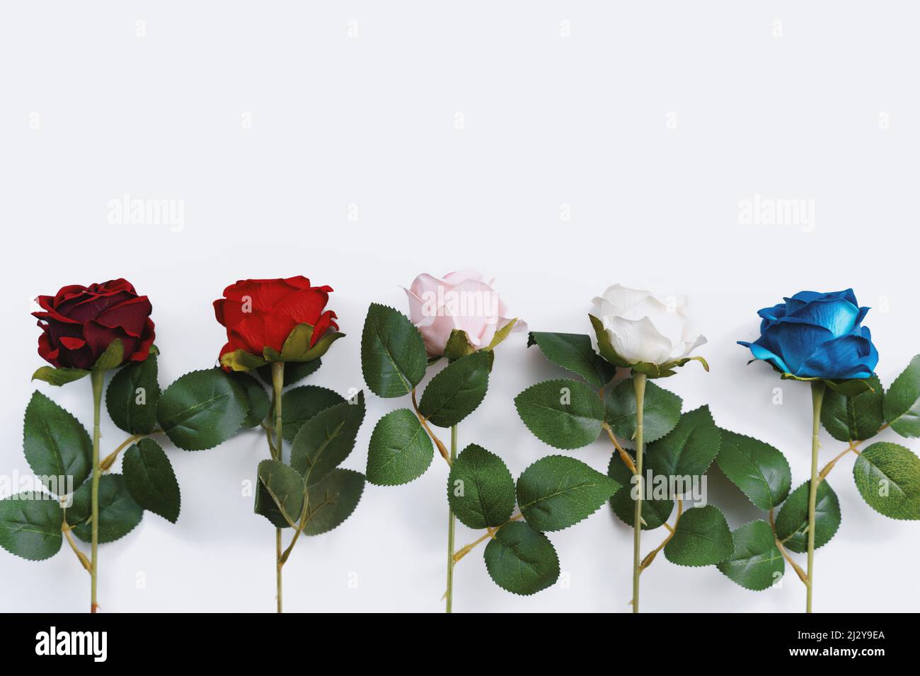 Multiple Colors of Decorative Rose Flowers Againts White Background Stock Photo