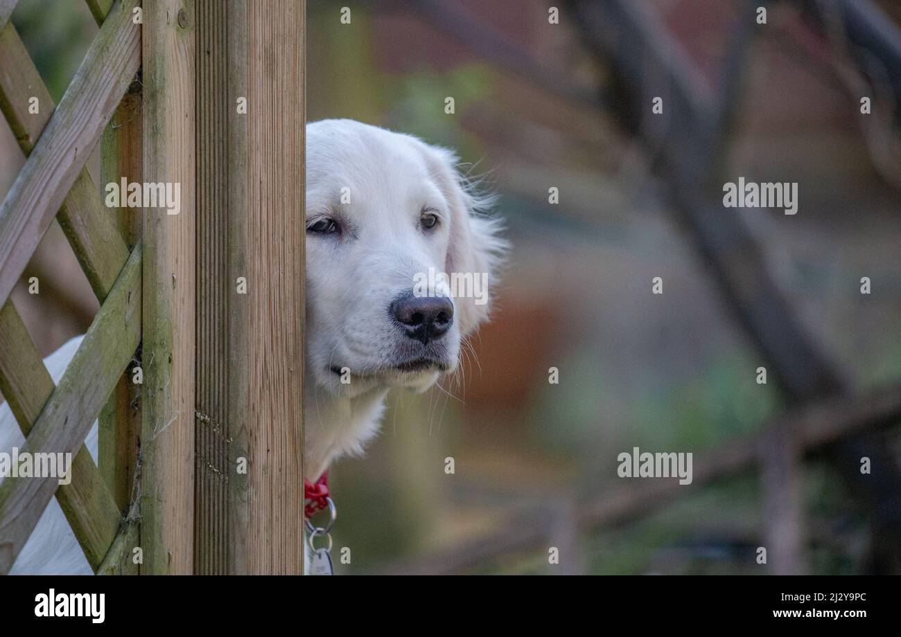 A golden retriever puppy looking around a fence Stock Photo Alamy
