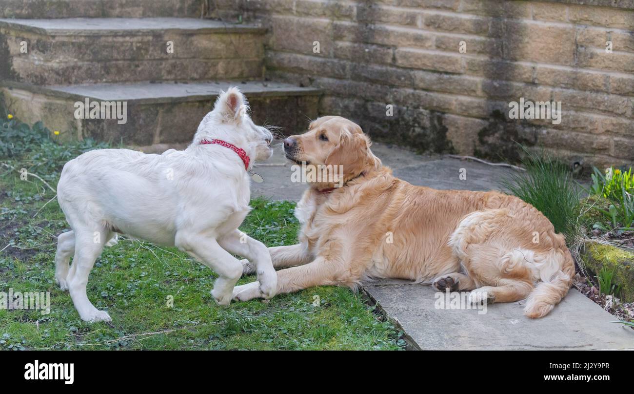 A golden retriever bitch and a puppy in a garden. The puppy is teasing the adult dog. Stock Photo