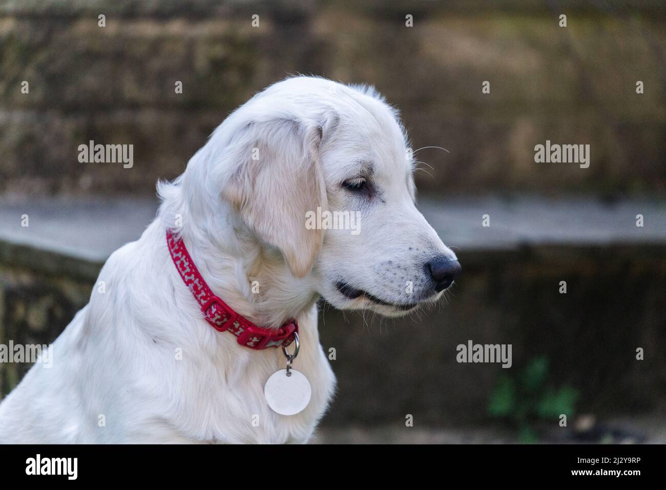 Id collar hires stock photography and images Alamy