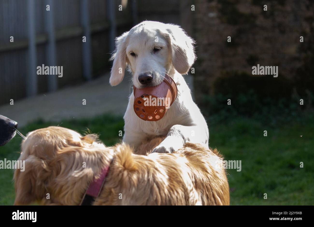 A Golden Retriever puppy holding a plastic plant pot. The puppy is jumping on an adult retriever wanting to play. Stock Photo