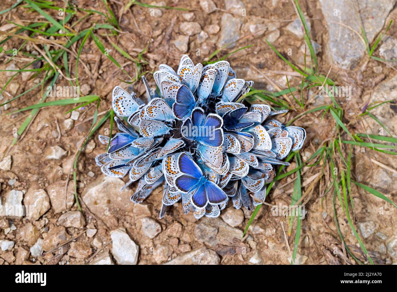 Butterflies on mud hi-res stock photography and images - Alamy