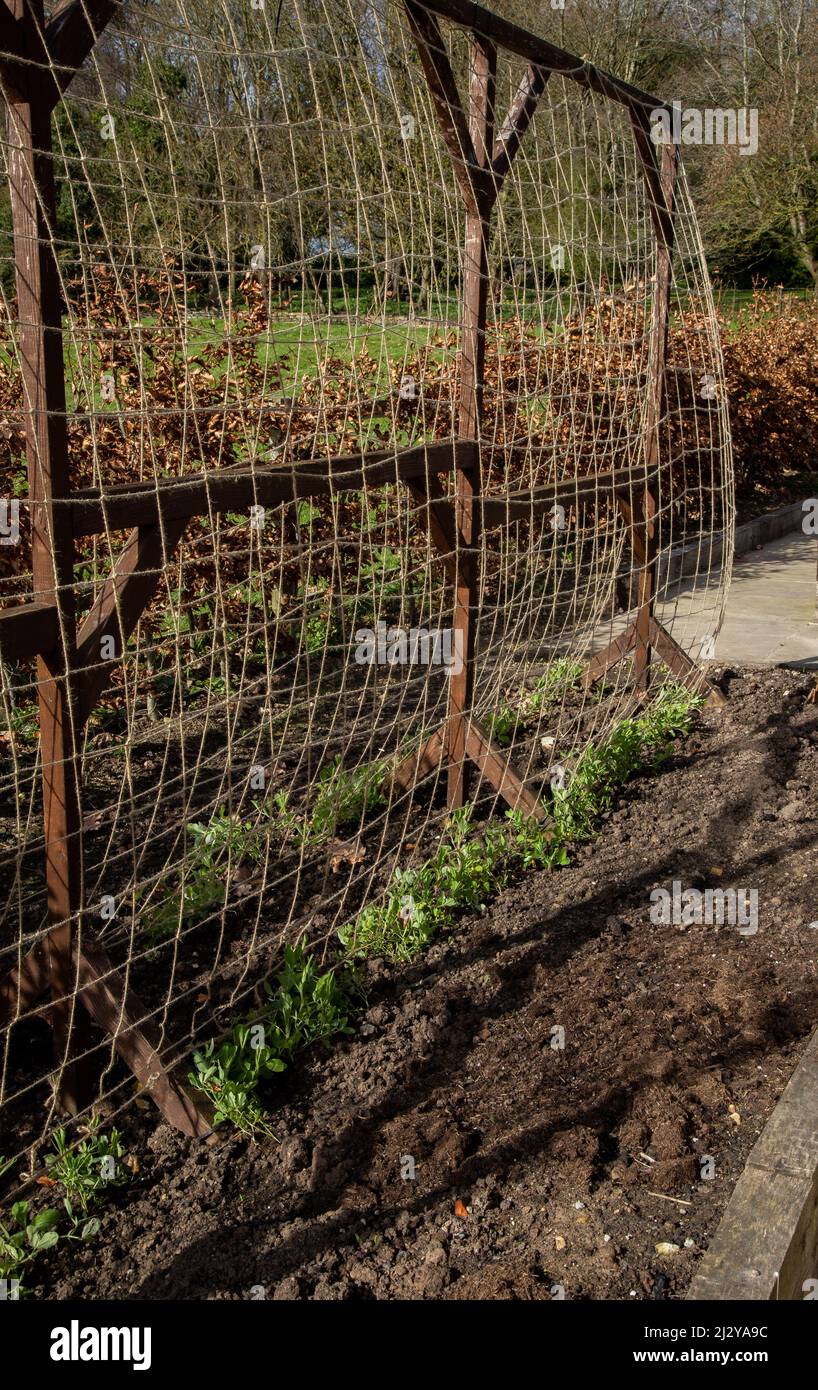 Growing peas up jute netting hi-res stock photography and images - Alamy