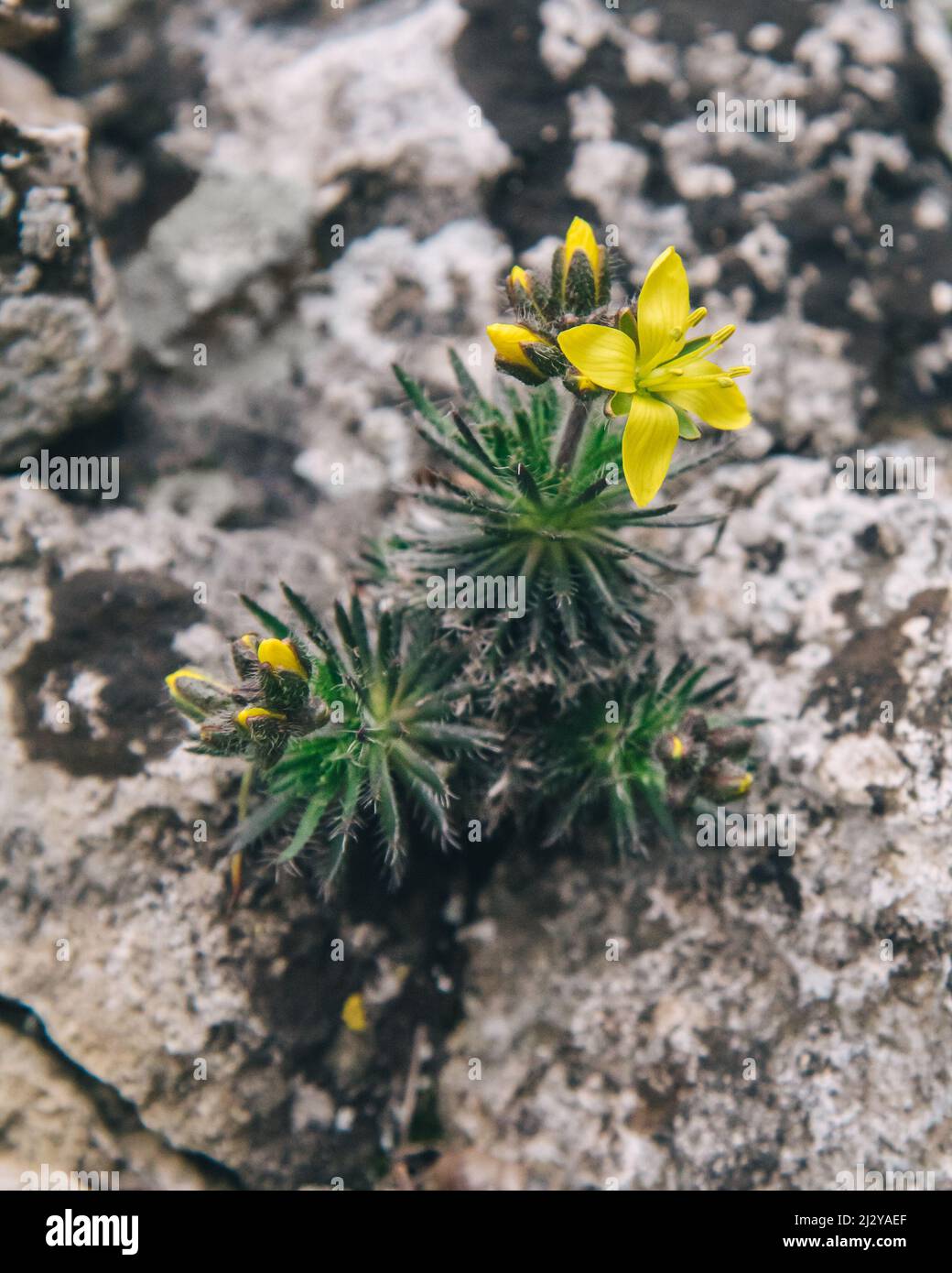 Draba cuspidata yellow flower on stone in spring Stock Photo