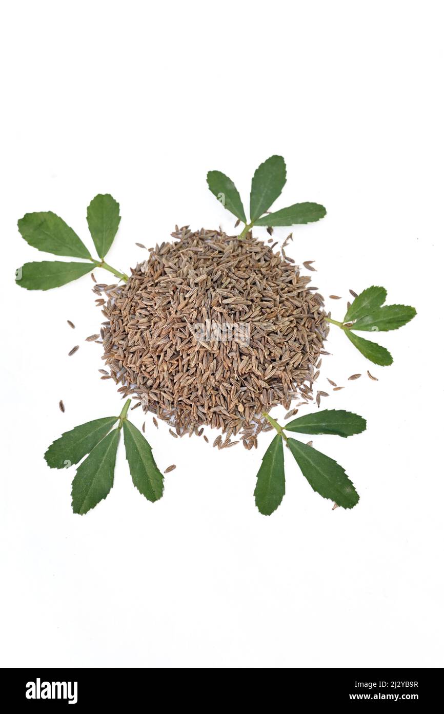 closeup the bunch brown cumin seeds with green greek leaves isolated on