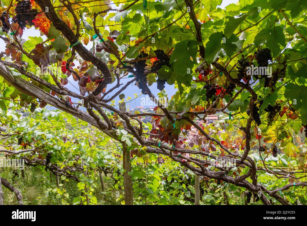 Levada do Norte; View of Camara do Lobos, Vineyard Stock Photo