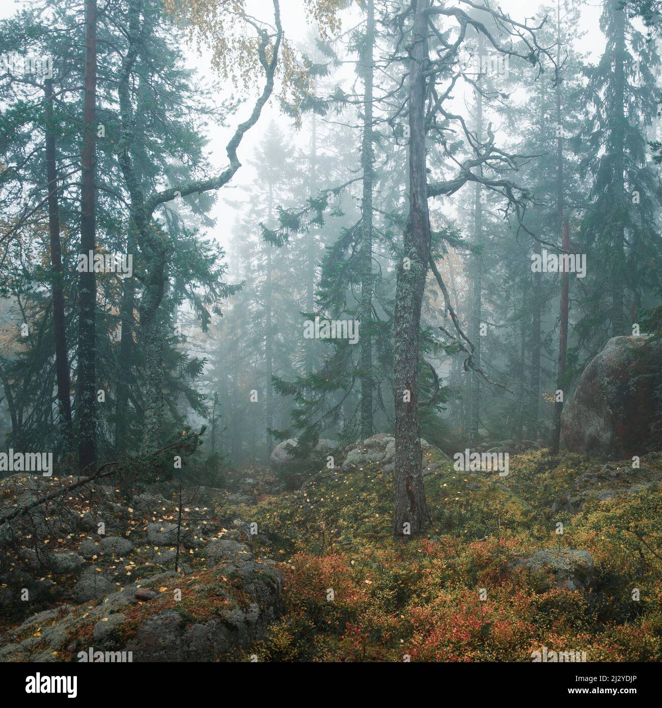 Forest in Skuleskogen National Park in the east of Sweden Stock Photo