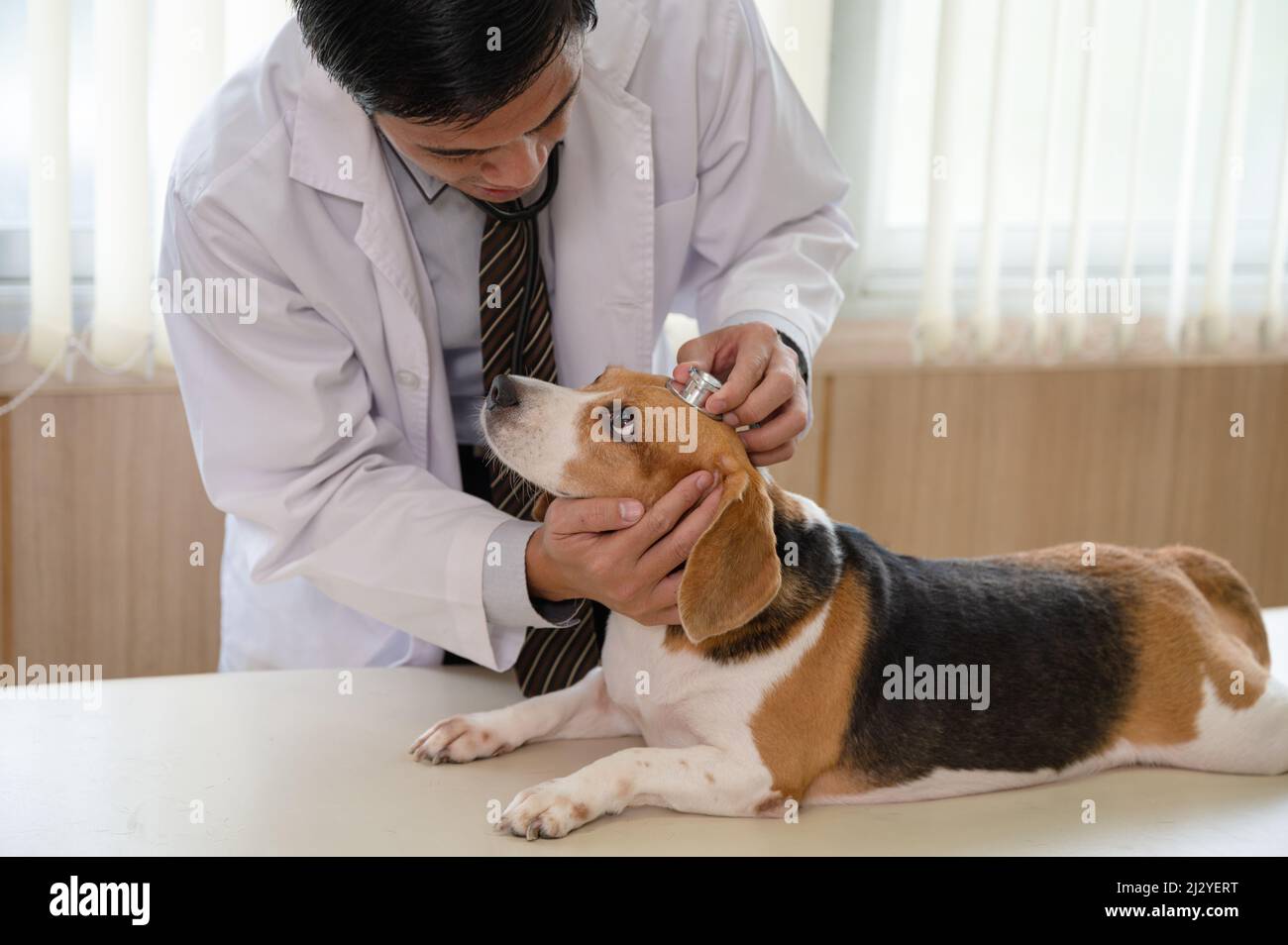 Male veterinarian using stethoscope examining a beagle dog breed on vet