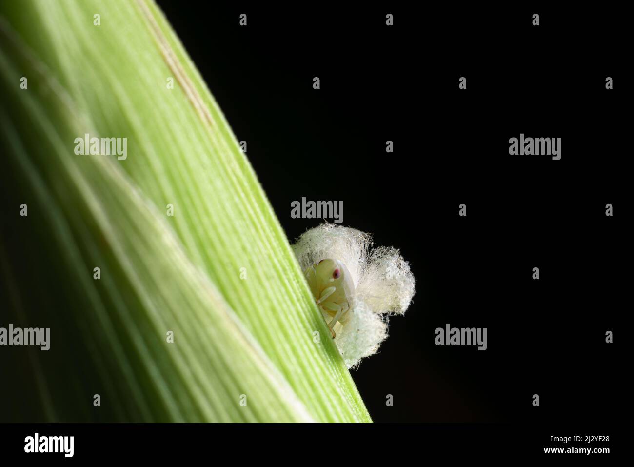 Extreme sharp and detailed portrait of Lawana conspersa at on a corn plant. Stock Photo