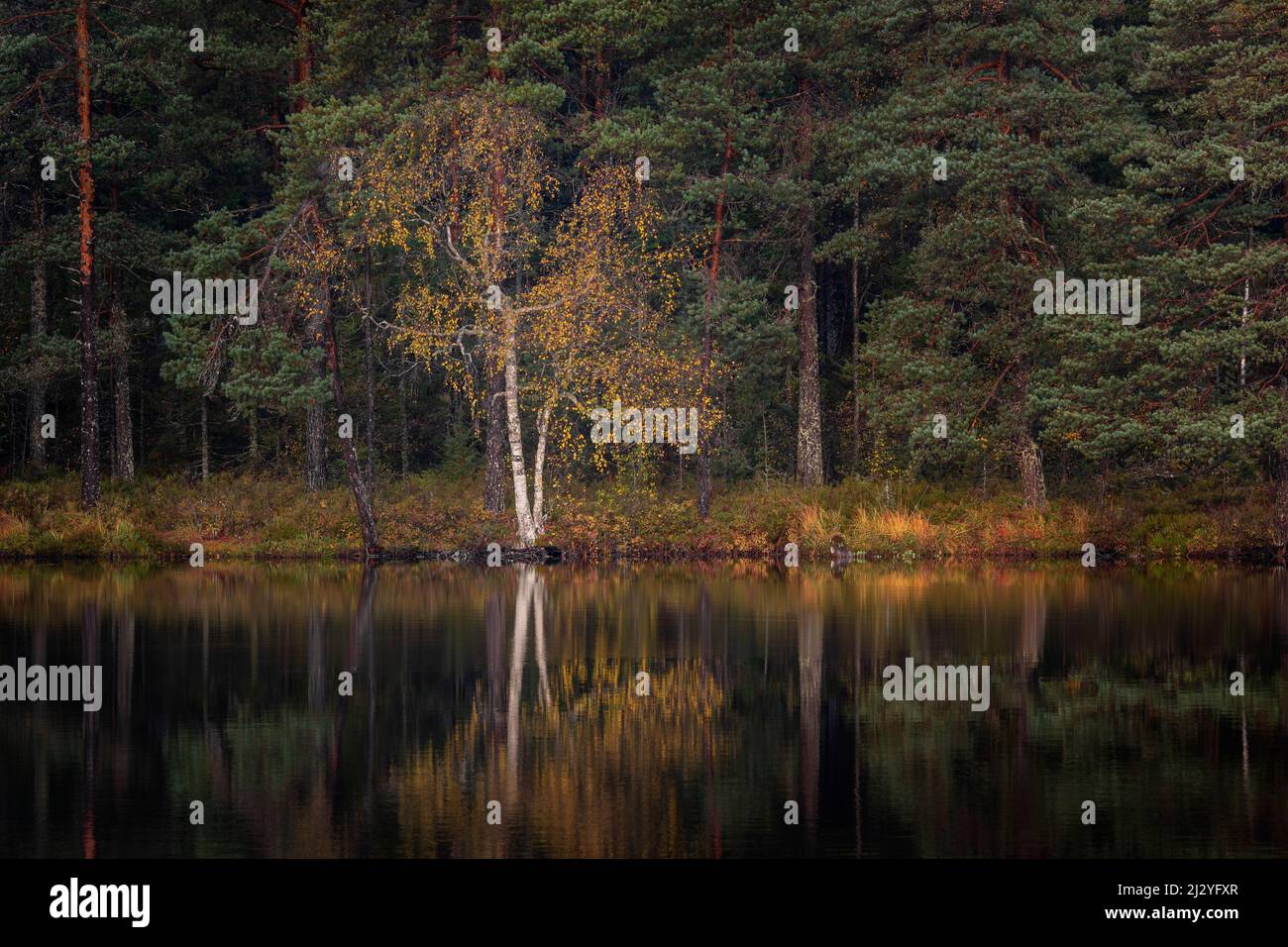 Birch tree is reflected in the lake in Tiveden National Park in Sweden Stock Photo