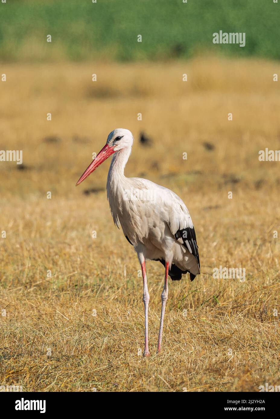 Stork in the Seewinkel National Park on Lake Neusiedl in Burgenland, Austria Stock Photo