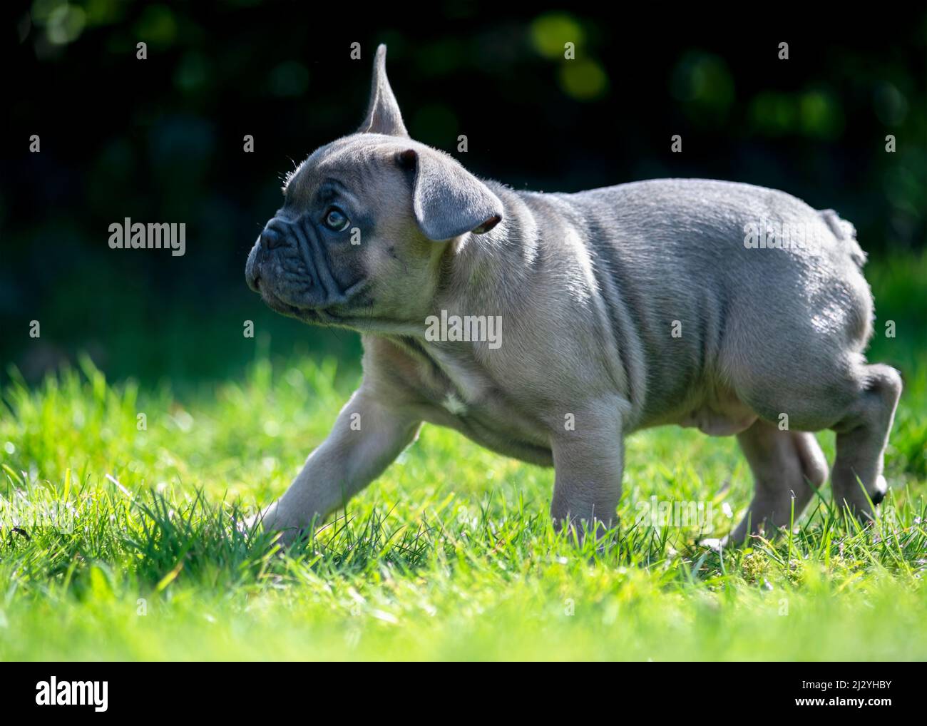 healthy french bulldog puppy playing and  exploring in outside space  the garden or park on a sunny summers day green grass background  with room for Stock Photo
