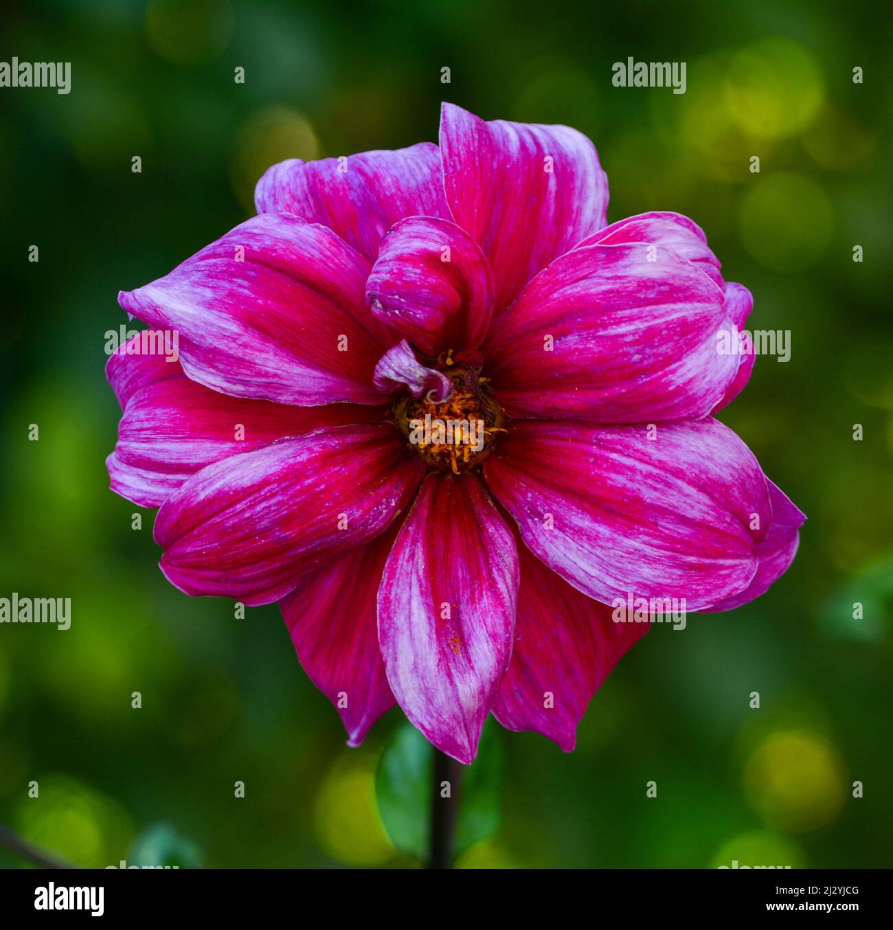 Dahlia bokeh hi-res stock photography and images - Alamy