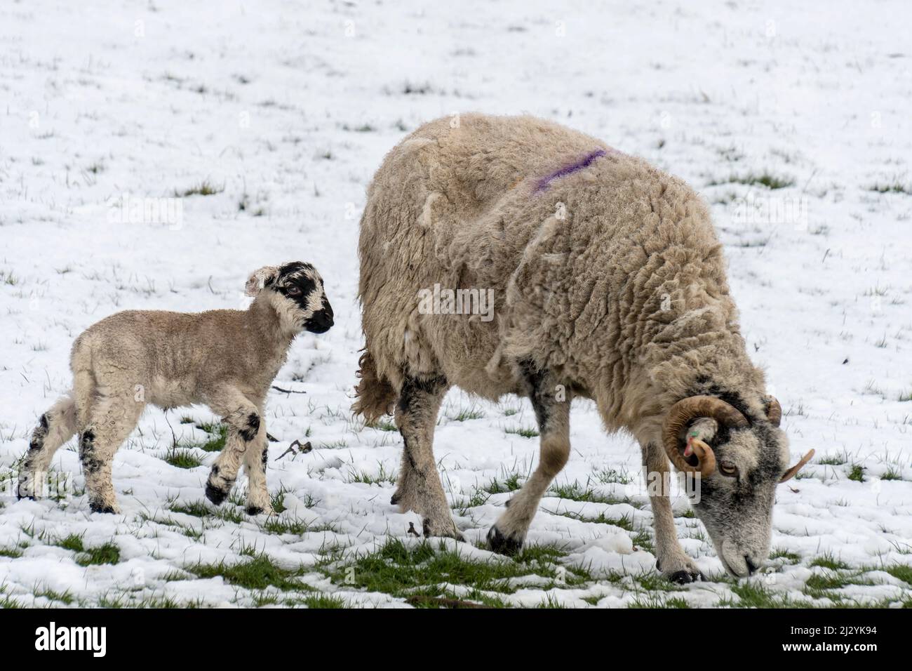 Swaledale sheep new born spring lambs in snow Stock Photo