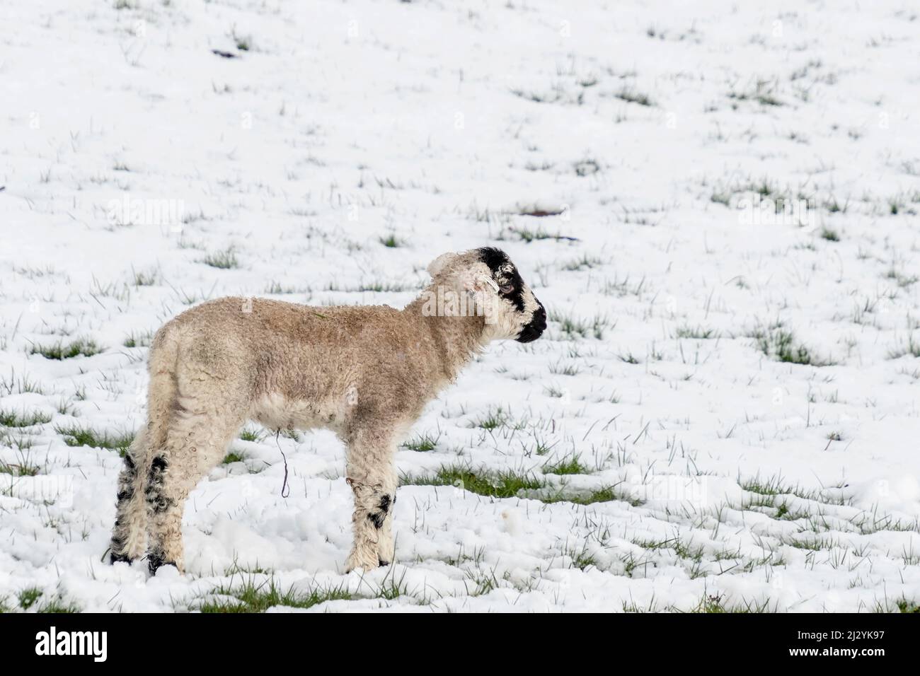Swaledale sheep new born spring lambs in snow Stock Photo