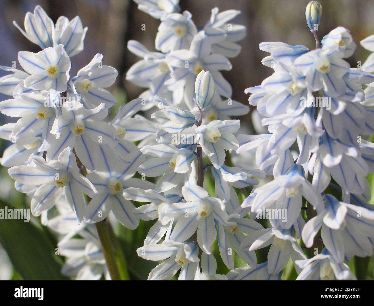 �հ�ä�岵å����������ǳ����� Stock Photo