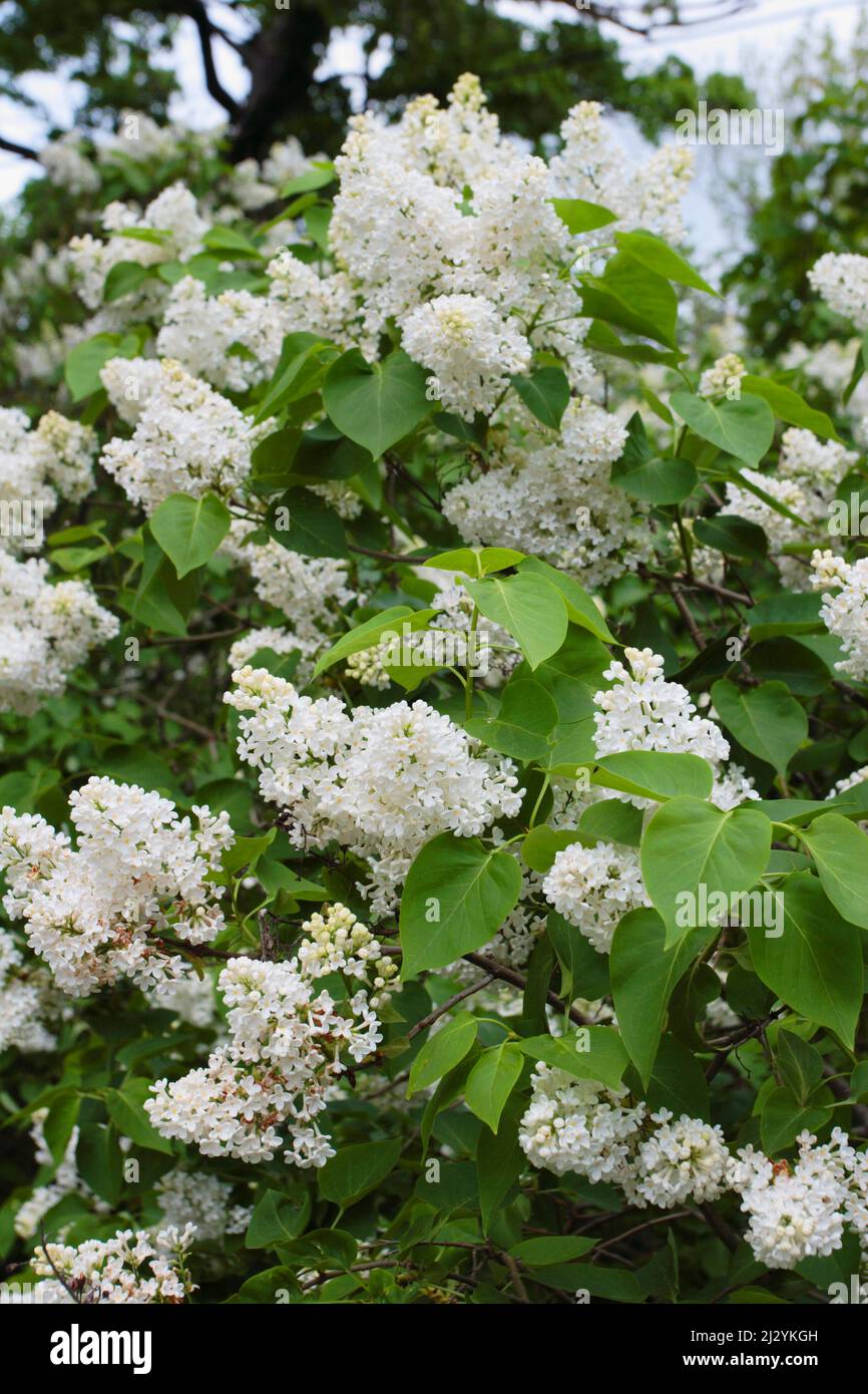 Syrenbuske Stock Photo