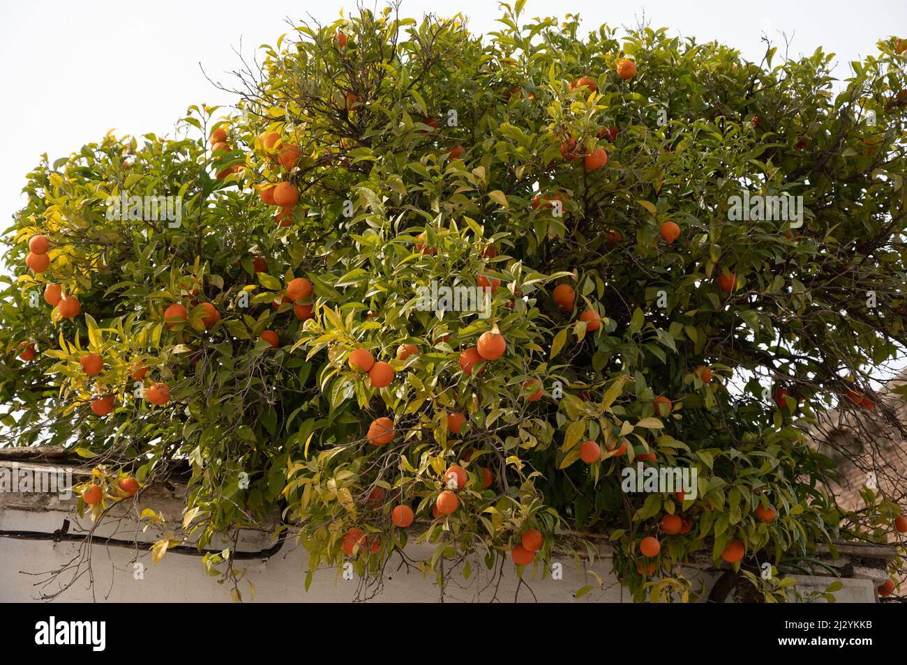 Orange tree with many sweet ripe citrus orange fruits ready to harvest Stock Photo Alamy