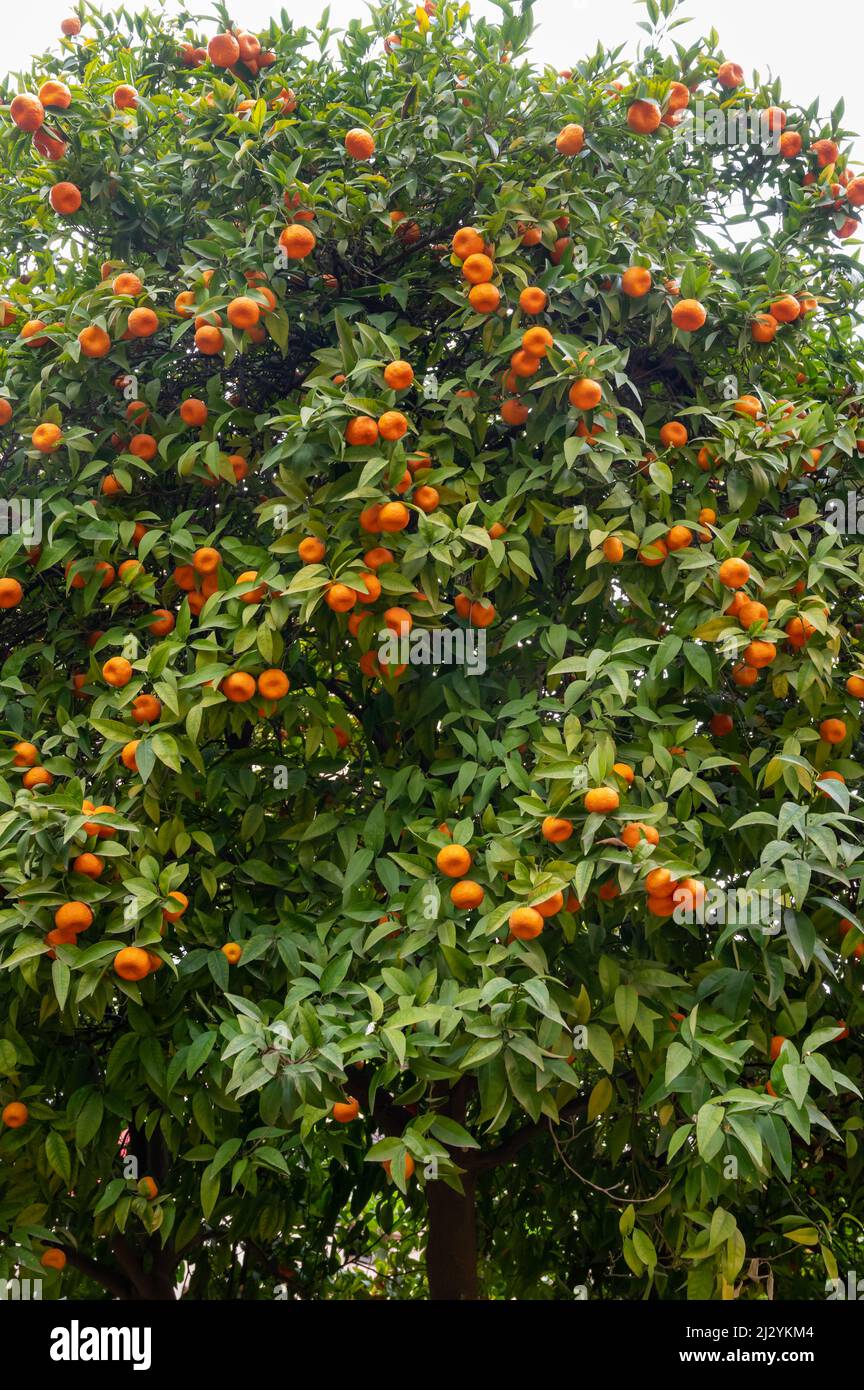 Tangerine mandarin tree with many sweet ripe orange citrus fruits ready