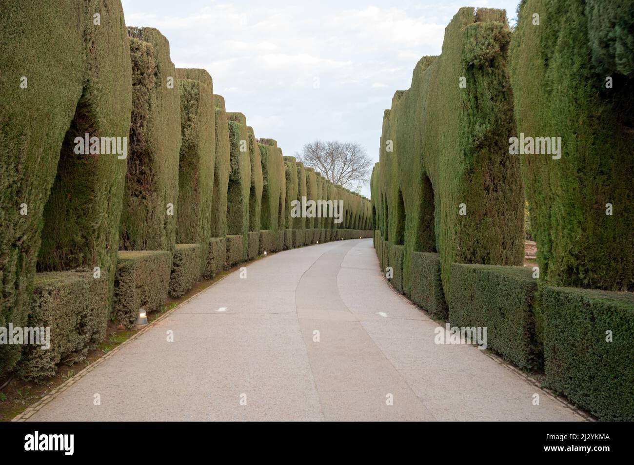 Mediterranean garden design with arches made from trimmed thuja coniferus trees Stock Photo