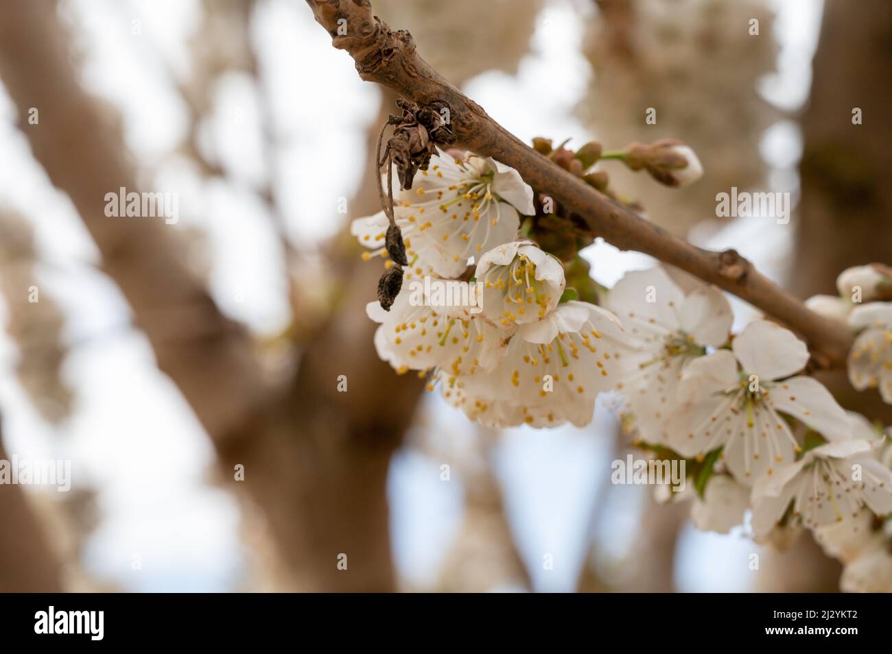 Fruit orchard, spring white blossom of cherry tree close up Stock Photo