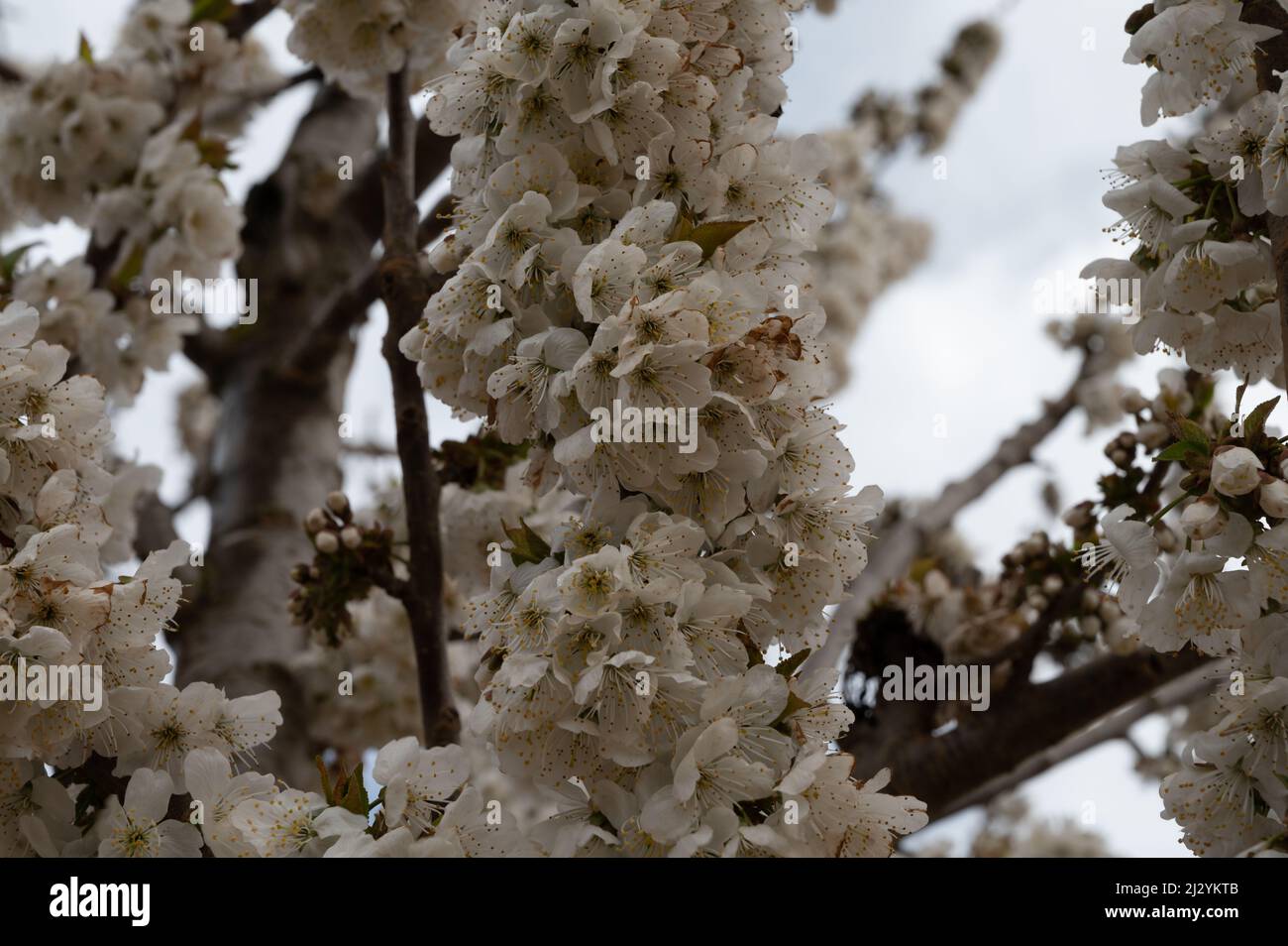 Fruit orchard, spring white blossom of cherry tree close up Stock Photo