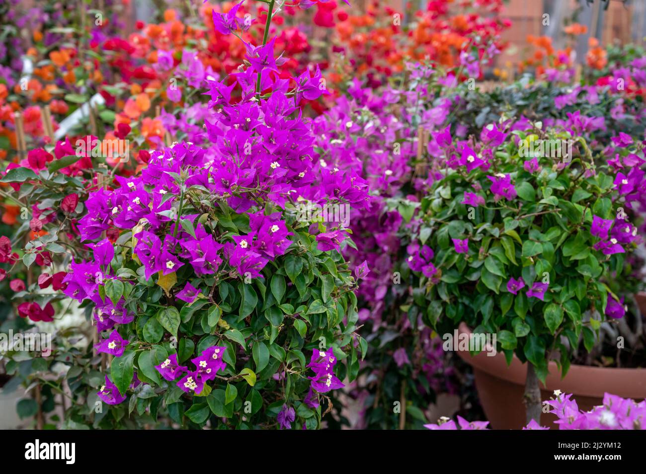 Many different tropical and exotic garden plants and colorful