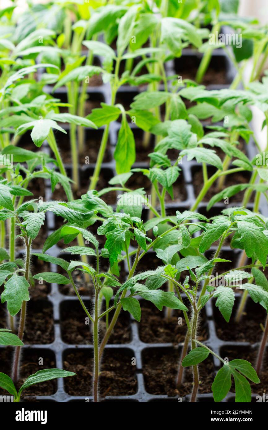 Seedlings of tomatoes and cucumbers grown at home. Stock Photo