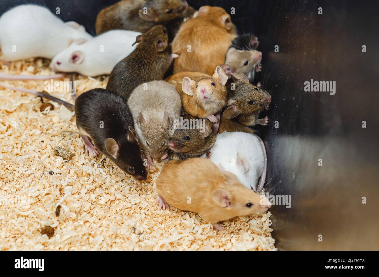 Gray, white, brown, red mice climb on sawdust. Curious little beasts Stock Photo