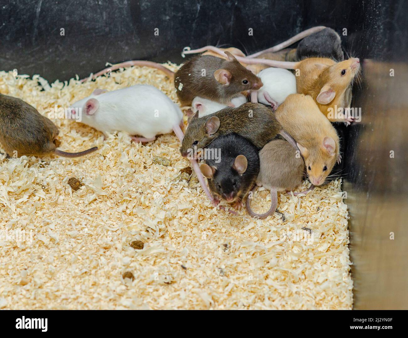 Lots of colorful mice in sawdust box. Reproduction of mice. Stock Photo