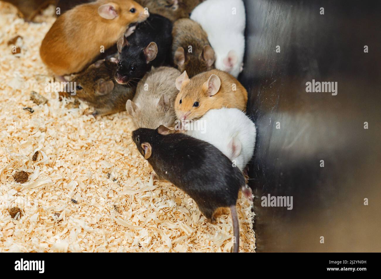 On sawdust are gray, white, brown, red mice. Interesting little animals. Stock Photo