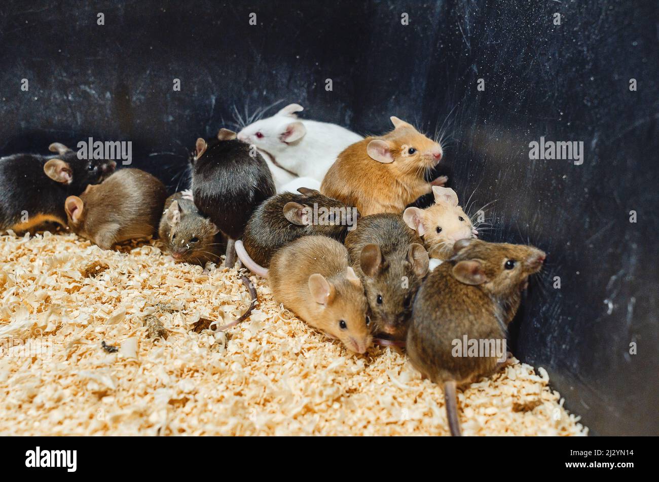 Lots of colorful mice in sawdust box. Reproduction of mice. Stock Photo