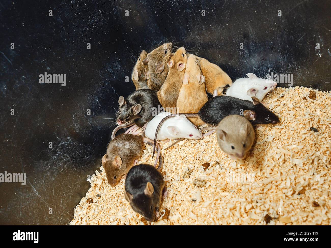 Colored mice on sawdust in cage. Breeding mice. Stock Photo