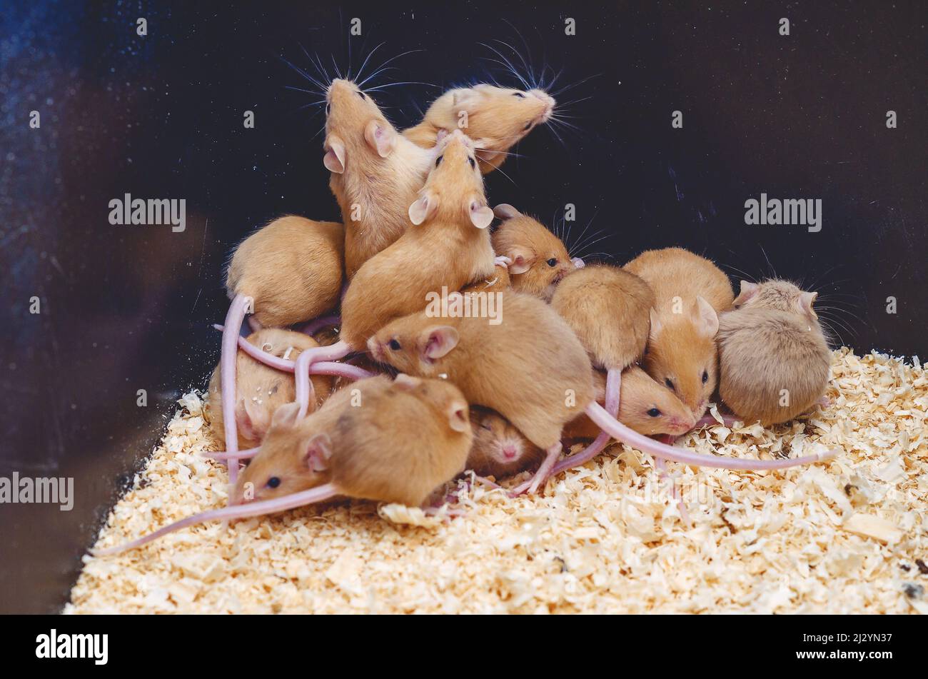 Lots mice in sawdust box. Reproduction of mice. Hill with mice. Stock Photo