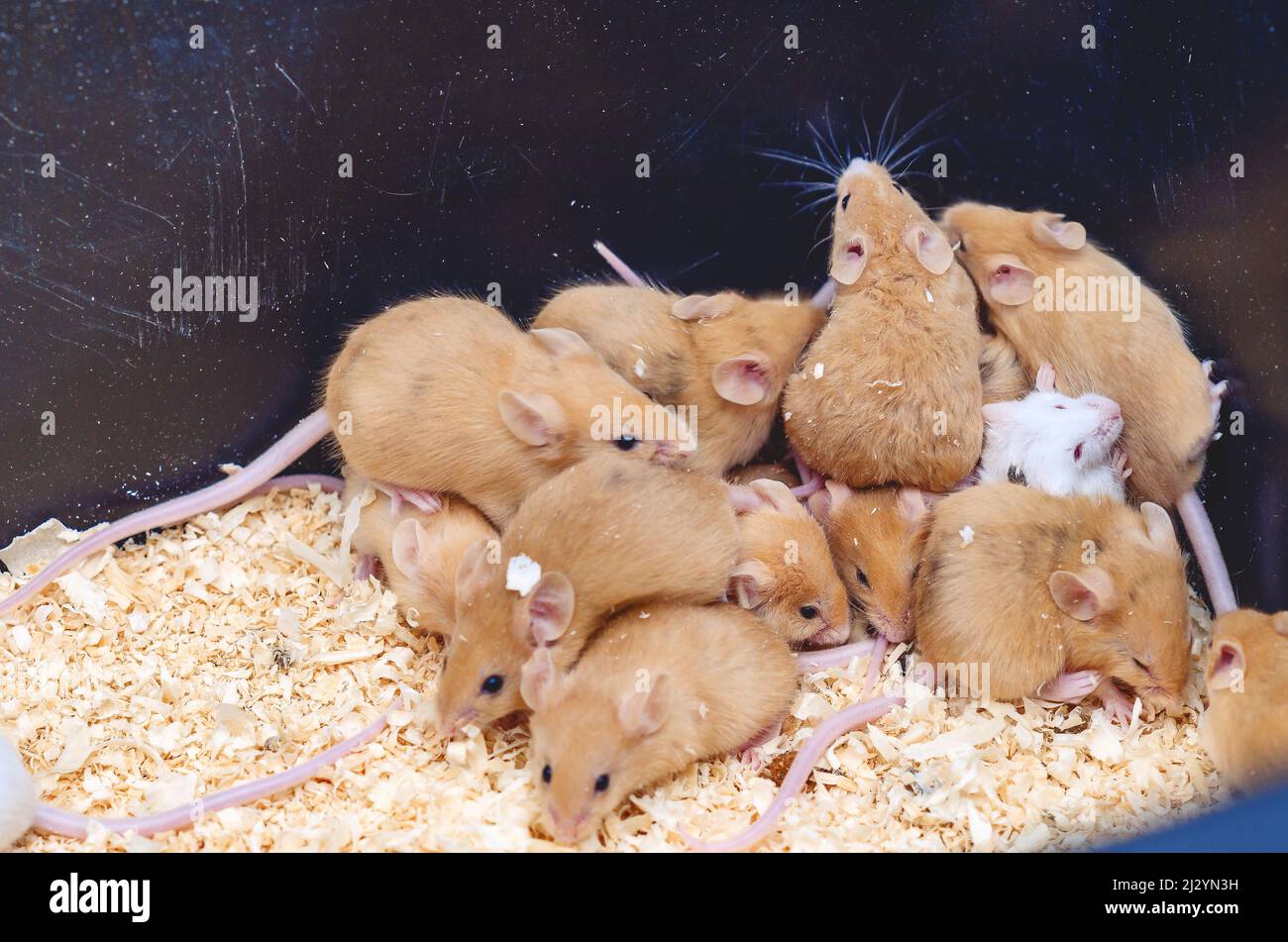Mice on sawdust in cage. Breeding mice Stock Photo Alamy
