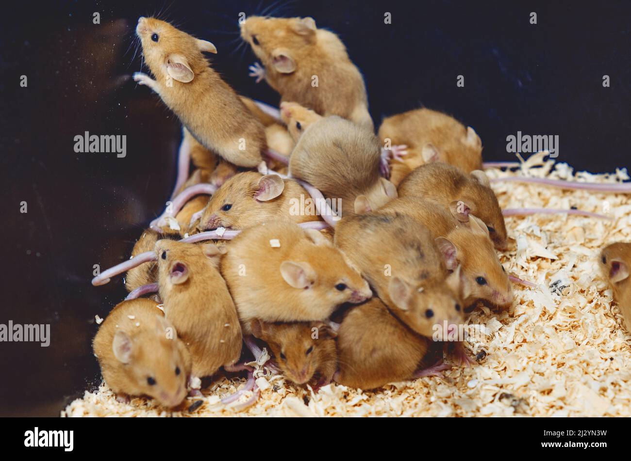 Lots mice in sawdust box. Reproduction of mice. Hill with mice. Stock Photo