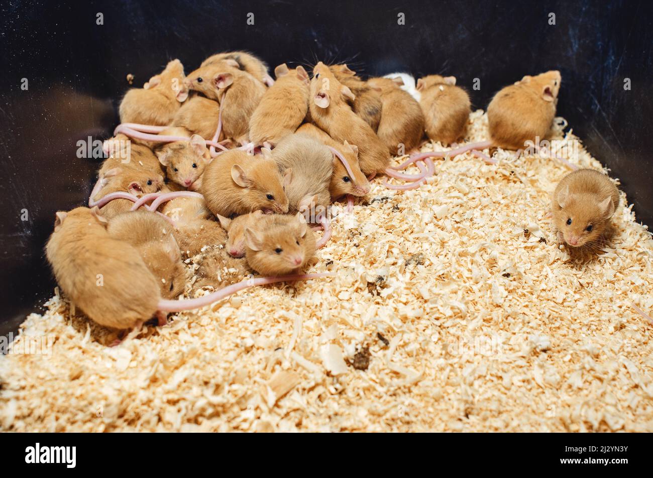 Mice on sawdust in cage. Breeding mice Stock Photo Alamy