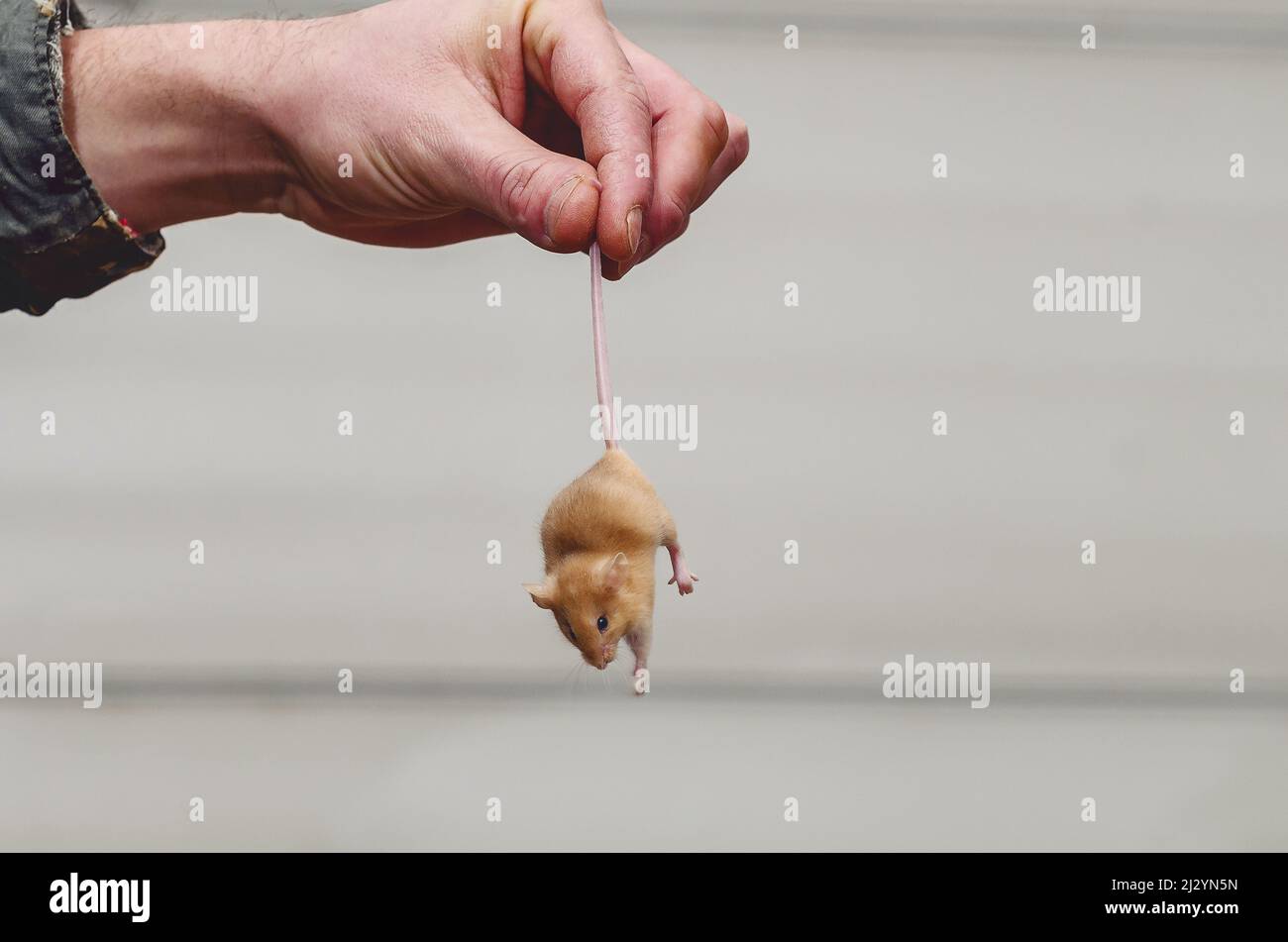 Human and its mouse pet hi-res stock photography and images - Alamy