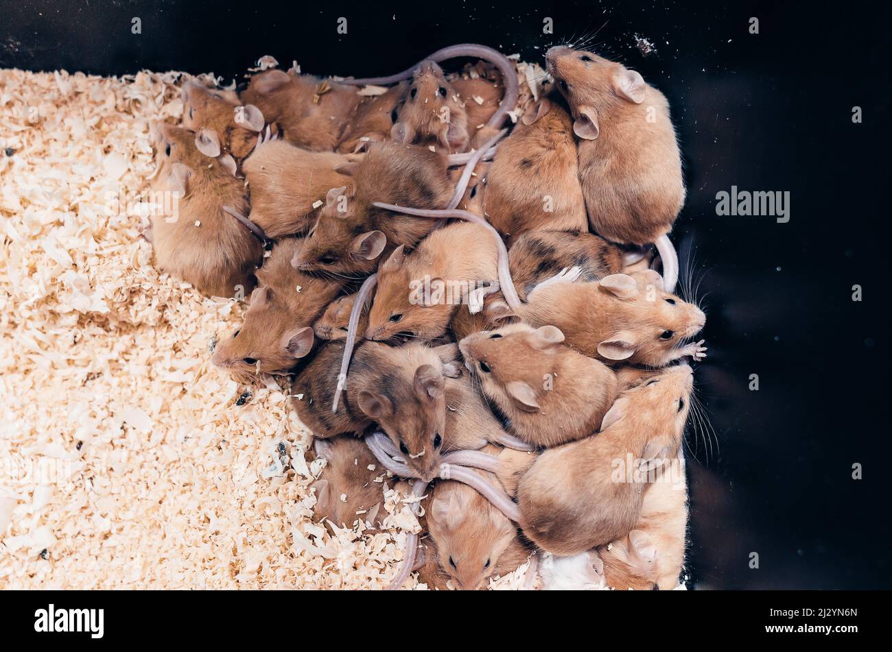 Lots mice in sawdust box. Reproduction of mice.Top view. Stock Photo