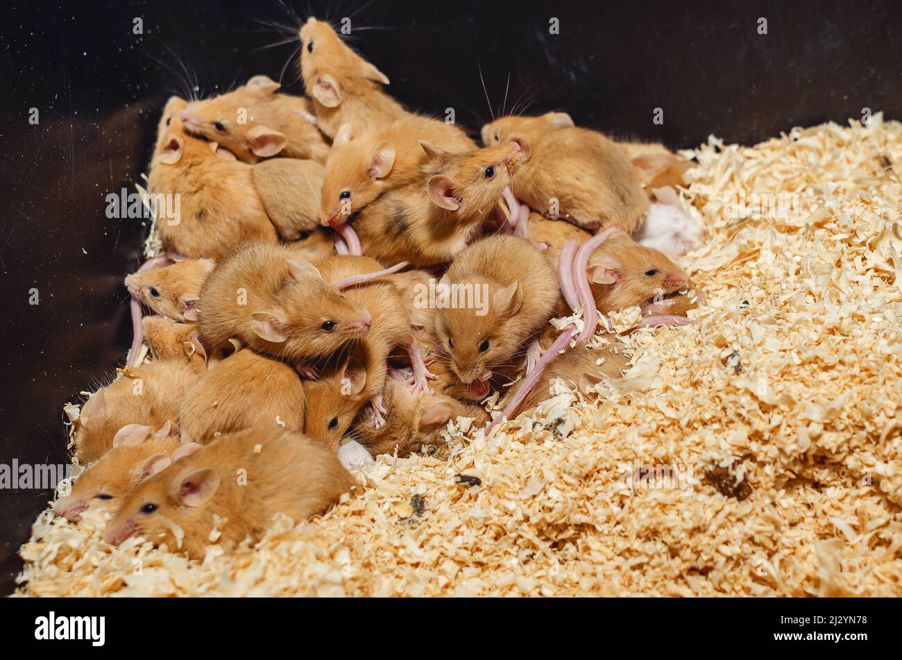 Lots mice in sawdust box. Reproduction of mice. Hill with mice. Stock Photo