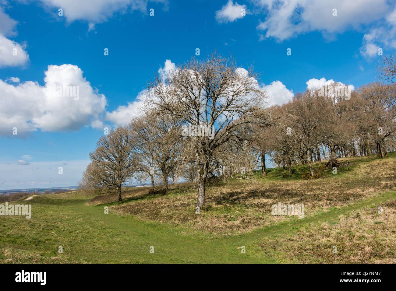 Tree landscape in Dorset, England, UK Stock Photo