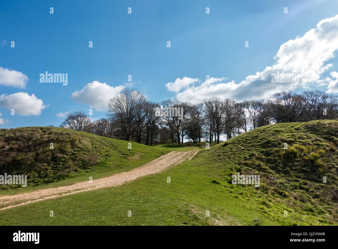 Buckland Rings View of trees at Badbury Rings, an iron age hill fort in Dorset ...
