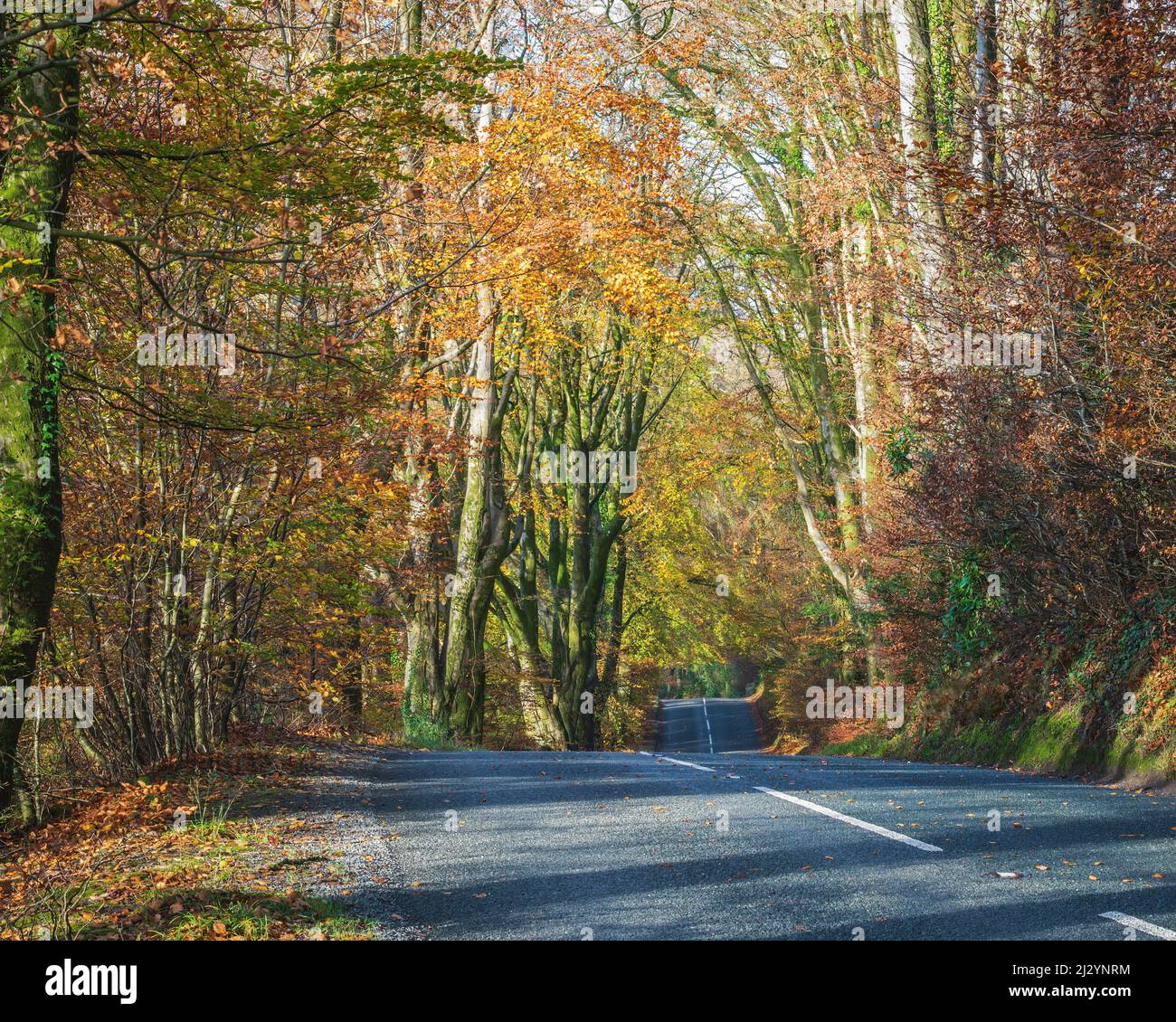 An autumnal beech tree avenue on the Blackdown Hills near Culmhead, Somerset, England, UK, part of the Blackdown Hills AONB Stock Photo